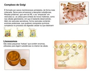 Complexo de Golgi

É formado por sacos membranosos achatados, de forma mais
ordenada. Serve para armazenar e descartar substâncias.
Recebe proteínas que vem do RE, e as “empacota” em
vesículas ou as utiliza para síntese de novos materiais, como
nas células glandulares, em que é bastante desenvolvido.
Além de vesículas secretoras, forma vesículas contendo
enzimas poderosas, que quebram compostos químicos
complexos no processo de digestão celular ou que destroem
organóides fora de função (lisossomos).




Lisossomos
São estas pequenas “bolsas” que contém enzimas,
utilizadas para digerir substâncias no interior da célula.
 