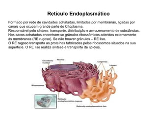 Retículo Endoplasmático
Formado por rede de cavidades achatadas, limitadas por membranas, ligadas por
canais que ocupam grande parte do Citoplasma.
Responsável pelo síntese, transporte, distribuição e armazenamento de substâncias.
Nos sacos achatados encontram-se grânulos ribossômicos aderidos externamente
às membranas (RE rugoso). Se não houver grânulos – RE liso.
O RE rugoso transporta as proteínas fabricadas pelos ribossomos situados na sua
superfície. O RE liso realiza síntese e transporte de lipídios.
 