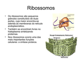 Ribossomos
• Os ribossomos são pequenos
  grânulos constituídos de duas
  partes, cuja maior encontra-se
  aderida às membranas do retículo
  endoplasmático.
• Também se encontram livres no
  hialoplasma sintetizando
  proteínas.
• Nos ribossomos ocorre uma das
  mais importantes funções
  celulares: a síntese proteica.
 