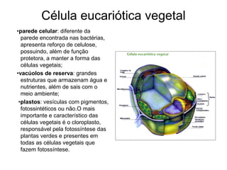 Célula eucariótica vegetal
•parede celular: diferente da
  parede encontrada nas bactérias,
  apresenta reforço de celulose,
  possuindo, além de função
  protetora, a manter a forma das
  células vegetais;
•vacúolos de reserva: grandes
  estruturas que armazenam água e
  nutrientes, além de sais com o
  meio ambiente;
 •plastos: vesículas com pigmentos,
  fotossintéticos ou não.O mais
  importante e característico das
  células vegetais é o cloroplasto,
  responsável pela fotossíntese das
  plantas verdes e presentes em
  todas as células vegetais que
  fazem fotossíntese.
 