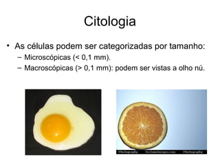 Citologia
• As células podem ser categorizadas por tamanho:
  – Microscópicas (< 0,1 mm).
  – Macroscópicas (> 0,1 mm): podem ser vistas a olho nú.
 