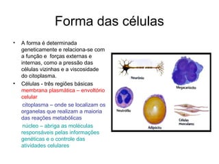 Forma das células
•   A forma é determinada
    geneticamente e relaciona-se com
    a função e forças externas e
    internas, como a pressão das
    células vizinhas e a viscosidade
    do citoplasma.
•   Células - três regiões básicas
    membrana plasmática – envoltório
    celular
     citoplasma – onde se localizam os
    organelas que realizam a maioria
    das reações metabólicas
     núcleo – abriga as moléculas
    responsáveis pelas informações
    genéticas e o controle das
    atividades celulares
 