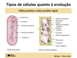 Tipos de células quanto à evolução
 