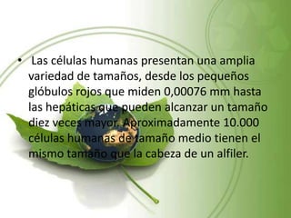 • Las células humanas presentan una amplia
variedad de tamaños, desde los pequeños
glóbulos rojos que miden 0,00076 mm hasta
las hepáticas que pueden alcanzar un tamaño
diez veces mayor. Aproximadamente 10.000
células humanas de tamaño medio tienen el
mismo tamaño que la cabeza de un alfiler.
 