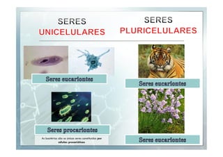 As bactérias são os únicos seres constituídos por
células procarióticas

 