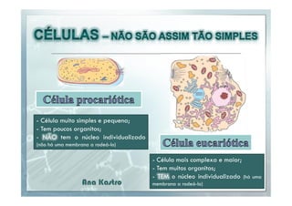 - Célula muito simples e pequena;
- Tem poucos organitos;
- NÃO tem o núcleo individualizado
(não há uma membrana a rodeá-lo)

Ana Kastro

- Célula mais complexa e maior;
- Tem muitos organitos;
- TEM o núcleo individualizado (há
membrana a rodeá-lo)

uma

 