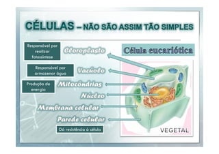 Responsável por
realizar
fotossíntese
Responsável por
armazenar água
Produção de
energia

Dá resistência à célula

 
