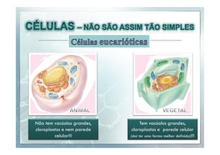 Não tem vacúolos grandes,
cloroplastos e nem parede
celular!!!

Tem vacúolos grandes,
cloroplastos e parede celular
(daí ter uma forma melhor definida)!!!

 