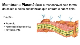 Membrana Plasmática: é responsável pela forma
da célula e pelas substâncias que entram e saem dela.
Funções:
Proteção
Permeabilidade seletiva
Revestimento
 