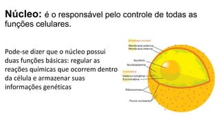 Núcleo: é o responsável pelo controle de todas as
funções celulares.
Pode-se dizer que o núcleo possui
duas funções básicas: regular as
reações químicas que ocorrem dentro
da célula e armazenar suas
informações genéticas
 