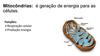 Mitocôndrias: é geração de energia para as
células.
Funções:
Respiração celular
Produção energia
 