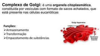 Complexo de Golgi: é uma organela citoplasmática,
constituída por vesículas com formato de sacos achatados, que
está presente nas células eucarióticas
Funções:
Armazenamento
Transformação
Empacotamento de substâncias
 