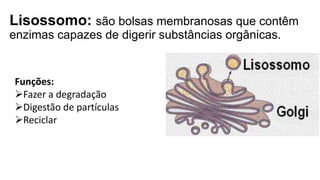 Lisossomo: são bolsas membranosas que contêm
enzimas capazes de digerir substâncias orgânicas.
Funções:
Fazer a degradação
Digestão de partículas
Reciclar
 