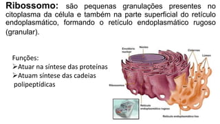 Ribossomo: são pequenas granulações presentes no
citoplasma da célula e também na parte superficial do retículo
endoplasmático, formando o retículo endoplasmático rugoso
(granular).
Funções:
Atuar na síntese das proteínas
Atuam síntese das cadeias
polipeptídicas
 