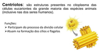 Centríolos: são estruturas presentes no citoplasma das
células eucariontes da grande maioria das espécies animais
(inclusive nas dos seres humanos).
Funções:
 Participam do processo da divisão celular
Atuam na formação dos cílios e flagelos
 