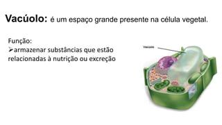 Vacúolo: é um espaço grande presente na célula vegetal.
Função:
armazenar substâncias que estão
relacionadas à nutrição ou excreção
 