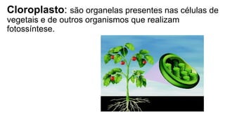 Cloroplasto: são organelas presentes nas células de
vegetais e de outros organismos que realizam
fotossíntese.
 