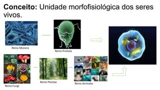 Conceito: Unidade morfofisiológica dos seres
vivos.
Reino Plantae
Reino Fungi
Reino Animalia
Reino Protista
Reino Monera
 