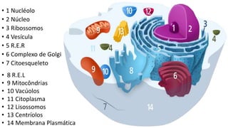 • 1 Nucléolo
• 2 Núcleo
• 3 Ribossomos
• 4 Vesícula
• 5 R.E.R
• 6 Complexo de Golgi
• 7 Citoesqueleto
• 8 R.E.L
• 9 Mitocôndrias
• 10 Vacúolos
• 11 Citoplasma
• 12 Lisossomos
• 13 Centríolos
• 14 Membrana Plasmática
 
