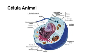Célula Animal
 