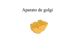 Aparato de golgi
 