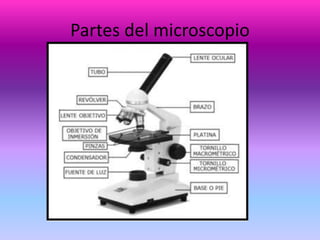 Partes del microscopio