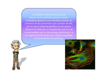 Las células eucariotas son las que
tienen núcleo definido (poseen núcleo
verdadero) gracias a una envoltura nuclear, al
contrario de las procariotas que carecen de ella,
por lo que el material genético se encuentra
disperso en ellas (en su citoplasma), por lo cual
es perceptible solo al microscopio electrónico. A
los organismos formados por células eucariotas
se los denomina eucariontes.