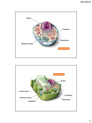 22/10/2016
6
Membrana celular
Núcleo
Mitocôndria
Citoplasma
Célula animal
Parede celular
Núcleo
Membrana celular
Cloroplasto
Mitocôndria
Citoplasma
Célula vegetal
 