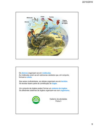 22/10/2016
9
Átomos
Moléculas
Célula Tecidos
Órgãos
e sistema
de órgãos
Organismo
População
Comunidade
Ecossistema
Biosfera
Nos seres multicelulares, as células organizam-se em tecidos.
Os tecidos fazem parte da constituição do órgão.
Um conjunto de órgãos podem formar um sistema de órgãos.
Os diferentes sistemas de órgãos organizam-se num organismo.
Os átomos organizam-se em moléculas.
As moléculas unem-se em estruturas celulares que, em conjunto,
formam a célula.
Caderno de atividades
Ficha 3
 