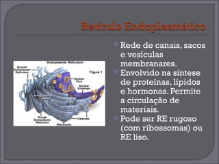 Rede de canais, sacos e vesículas membranares. Envolvido na síntese de proteínas, lípidos e hormonas. Permite a circulação de materiais. Pode ser RE rugoso (com ribossomas) ou RE liso. 