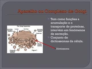 Tem como funções a acumulação e o transporte de proteínas, intervém em fenómenos de secreção. Conjunto de dictiossomas da célula. Dictiossoma 
