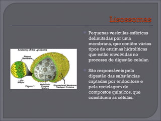 Pequenas vesículas esféricas delimitadas por uma membrana, que contêm vários tipos de enzimas hidrolíticas que estão envolvidas no processo de digestão celular. São responsáveis pela digestão das substâncias captadas por endocitose e pela reciclagem de compostos químicos, que constituem as células.  