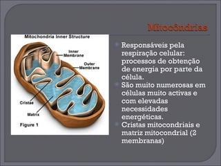 Responsáveis pela respiração celular: processos de obtenção de energia por parte da célula. São muito numerosas em células muito activas e com elevadas necessidades energéticas. Cristas mitocondriais e matriz mitocondrial (2 membranas) 