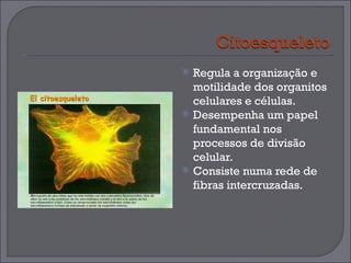 Regula a organização e motilidade dos organitos celulares e células. Desempenha um papel fundamental nos processos de divisão celular. Consiste numa rede de fibras intercruzadas.  
