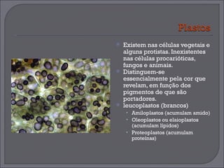 Existem nas células vegetais e alguns protistas. Inexistentes nas células procarióticas, fungos e animais. Distinguem-se essencialmente pela cor que revelam, em função dos pigmentos de que são portadores.  leucoplastos (brancos)  Amiloplastos (acumulam amido) Oleoplastos ou elaioplastos (acumulam lípidos) Proteoplastos (acumulam proteínas) 