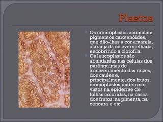 Os cromoplastos acumulam pigmentos carotenóides, que dão-lhes a cor amarela, alaranjada ou avermelhada, encobrindo a clorofila.  Os leucoplastos são abundantes nas células dos parênquimas de armazenamento das raízes, dos caules e, principalmente, dos frutos. cromoplastos podem ser vistos na epiderme de folhas coloridas, na casca dos frutos, na pimenta, na cenoura e etc.  