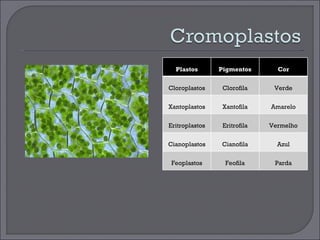 Plastos Pigmentos Cor Cloroplastos Clorofila Verde Xantoplastos Xantofila Amarelo Eritroplastos Eritrofila Vermelho Cianoplastos Cianofila Azul Feoplastos Feofila Parda 