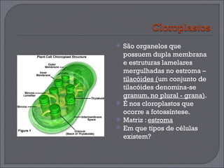 São organelos que possuem dupla membrana e estruturas lamelares mergulhadas no estroma –  tilacóides ( um conjunto de tilacóides denomina-se  granum, no plural - grana) .  É nos cloroplastos que ocorre a fotossíntese.  Matriz :  estroma Em que tipos de células existem? 