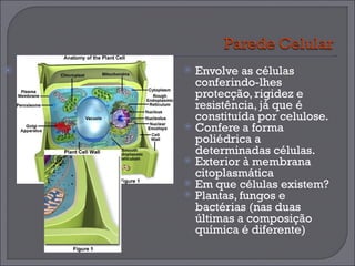 Envolve as células conferindo-lhes protecção, rigidez e resistência, já que é constituída por celulose. Confere a forma poliédrica a determinadas células. Exterior à membrana citoplasmática Em que células existem? Plantas, fungos e bactérias (nas duas últimas a composição química é diferente) 