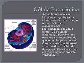 As células eucarióticas formam os organismos de todos os seres vivos, excepto os das bactérias e cianobactérias.  São, geralmente, maiores (entre 10 e 50 µm de longitude) e possuem uma estrutura mais complexa do que as células procarióticas. O seu material genético está armazenado no núcleo, daí a designação  Eucariótica,  que em grego significa  “Núcleo Verdadeiro”. 