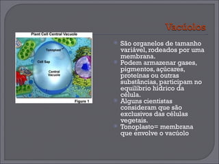 São organelos de tamanho variável, rodeados por uma membrana. Podem armazenar gases, pigmentos, açúcares, proteínas ou outras substâncias, participam no equilíbrio hídrico da célula. Alguns cientistas consideram que são exclusivos das células vegetais. Tonoplasto= membrana que envolve o vacúolo 