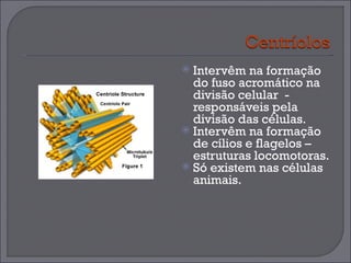 Intervêm na formação do fuso acromático na divisão celular  - responsáveis pela divisão das células. Intervêm na formação de cílios e flagelos – estruturas locomotoras. Só existem nas células animais. 