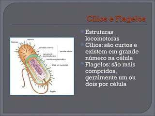 Estruturas locomotoras Cílios: são curtos e existem em grande número na célula Flagelos: são mais compridos, geralmente um ou dois por célula  