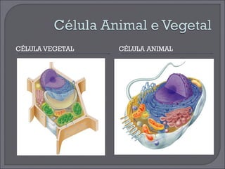 CÉLULA VEGETAL CÉLULA ANIMAL 