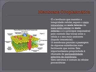 É o invólucro que mantém a integridade celular, separa o  meio intracelular  ou  meio interno  do  meio extra celular  ou  meio externo  e é a principal responsável pelo controlo das trocas entre a célula e o seu meio ambiente (liquido intersticial).  A membrana permite a passagem de algumas substâncias mais facilmente que outras. Esta importantíssima propriedade é chamada de  permeabilidade selectiva da membrana . Esta estrutura é comum às células procarióticas 