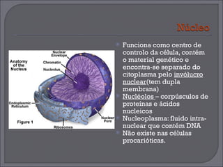 Funciona como centro de controlo da célula, contém o material genético e encontra-se separado do citoplasma pelo  invólucro nuclear (tem dupla membrana) Nucléolos  – corpúsculos de proteínas e ácidos nucleicos Nucleoplasma: fluido intra-nuclear que contém DNA  Não existe nas células procarióticas. 
