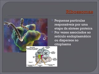 Pequenas partículas responsáveis por uma etapa da síntese proteica Por vezes associados ao retículo endoplasmático ou dispersos no citoplasma 