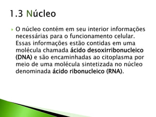    O núcleo contém em seu interior informações
    necessárias para o funcionamento celular.
    Essas informações estão contidas em uma
    molécula chamada ácido desoxirribonucleico
    (DNA) e são encaminhadas ao citoplasma por
    meio de uma molécula sintetizada no núcleo
    denominada ácido ribonucleico (RNA).
 