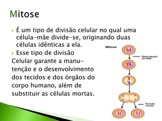  É um tipo de divisão celular no qual uma
  célula-mãe divide-se, originando duas
  células idênticas a ela.
 Esse tipo de divisão
Celular garante a manu-
tenção e o desenvolvimento
dos tecidos e dos órgãos do
corpo humano, além de
substituir as células mortas.
 