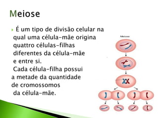  É um tipo de divisão celular na
 qual uma célula-mãe origina
 quattro células-filhas
 diferentes da célula-mãe
 e entre si.
 Cada célula-filha possui
a metade da quantidade
de cromossomos
 da célula-mãe.
 